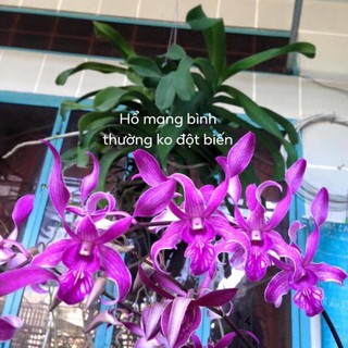 cây giống dendro nắng thơm đủ màu, siêu hoa, hoa siêu thơm