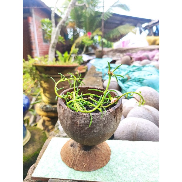 Chậu Trồng Cây Gáo Dừa Nhỏ Có Đế