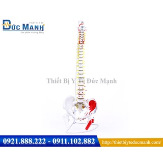 Mô hình xương cột sống 85cm - Mô hình xương cột sống cao cấp