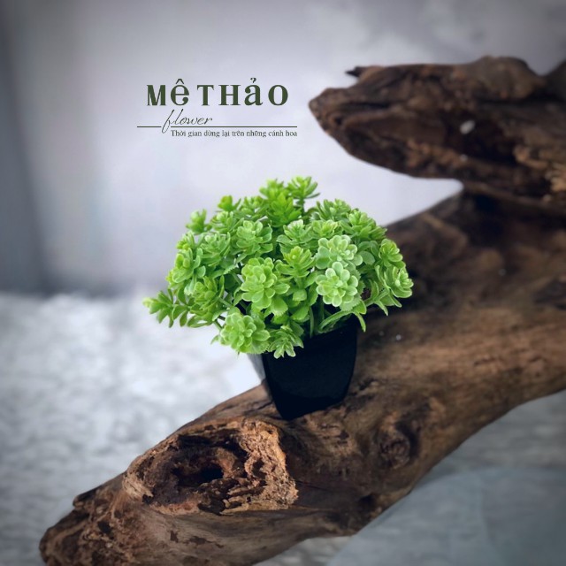 (Ảnh shop chụp) Chậu Hoa Sen Đá Giả Mini Trang Trí Nhà Cửa, Decor Phòng Khách Chất Liệu Lụa Cao Cấp Mê Thảo Flower