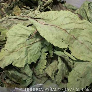 500g lá đắng lá mật gấu khô