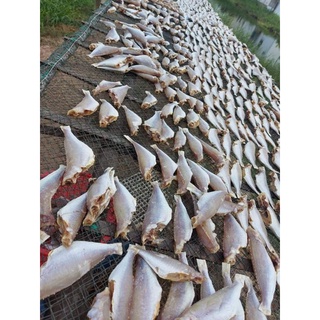 Khô cá đổng " vị như khô lù đù nhưng thịt cá đổng nhiều hơn"