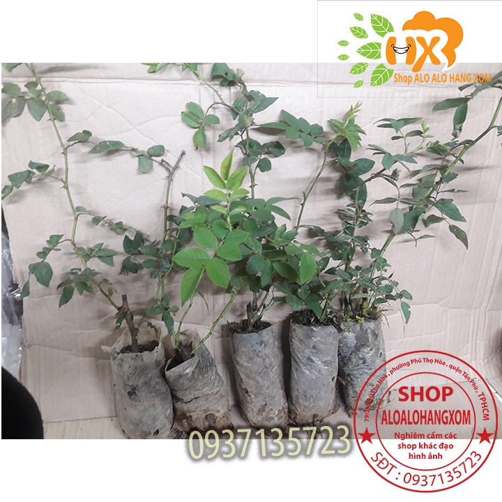 Combo 5 cây hoa hồng tầm xuân cây giống