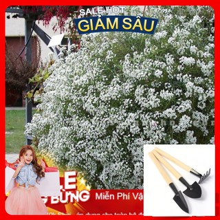 Hạt Giống Hoa Ngàn Sao Mix - 50 Hạt / Gói - Tặng Kèm Bộ Dụng Cụ Trồng Cây Mini