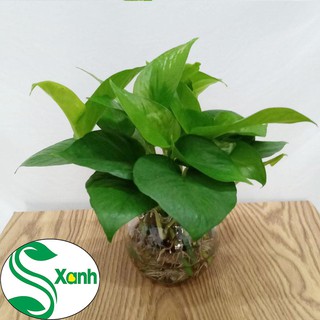 cây Trầu bà thủy sinh