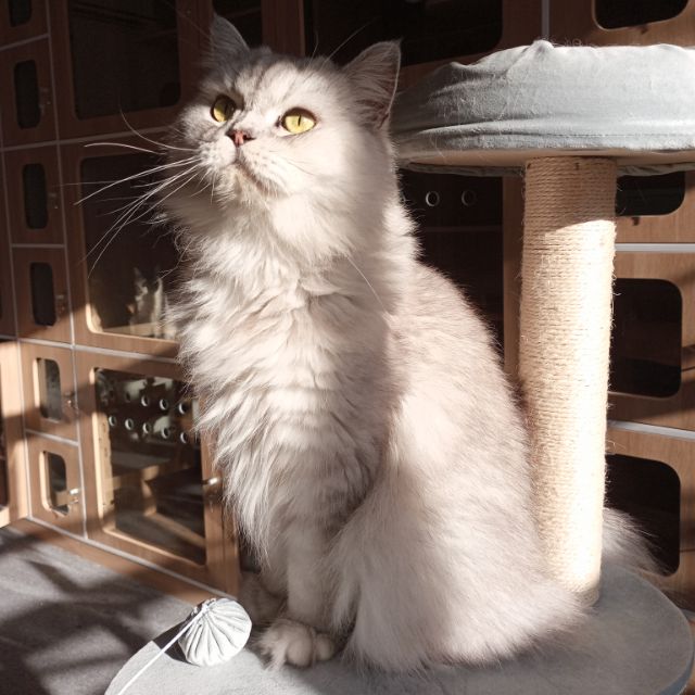 naisu