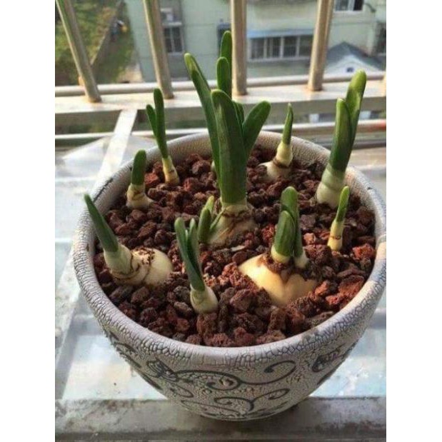 Củ giống hoa thủy tiên