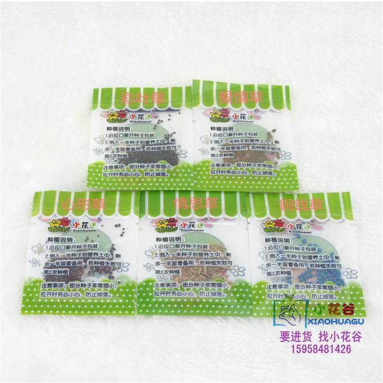 Hạt giống cây cảnh trồng chậu mini