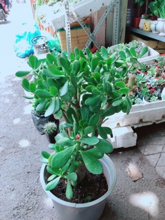 Chậu Ngọc Bích