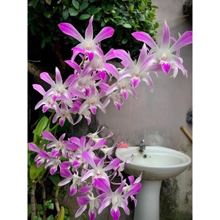 Hoa lan denro nắng 4N cây trưởng thành chậu phi 12