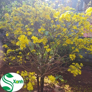 Phân Bón Mai - CB01