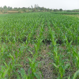 Hạt giống bắp nếp nù Thuận Điền (100gram)