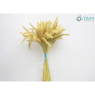 [HOA THẬT CAO CẤP] Bó 80-100 cành cỏ đuôi chồn khô trang trí F-HKHO-04