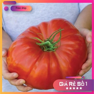 Hạt giống Cà chua khổng lồ 1kg