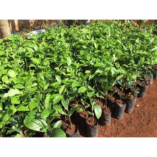 cây giống cà phê  ( giống cây ghép siêu sớm)