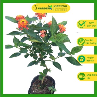 Hoa ngũ sắc (trâm ổi) hoa quanh năm, dễ trồng, cây đã có hoa cây như hình