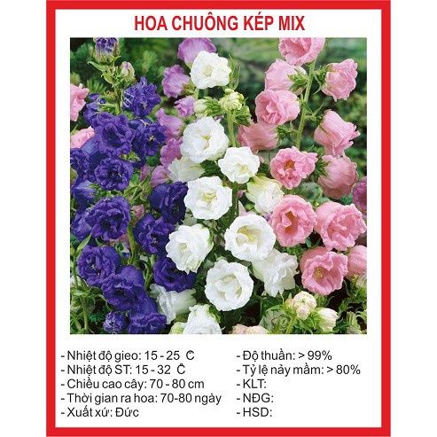 ( SIÊU RẺ ) Hạt giống hoa chuông kép nhiều màu 50 hạt