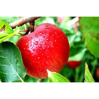Hương Táo - Apple Flavor 10ML
