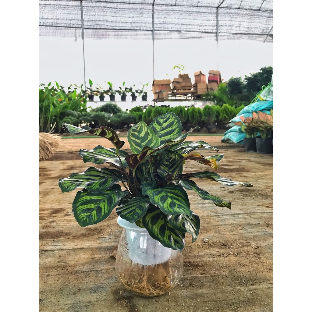 Cây đuôi công trồng thủy sinh, cây cao 10-15cm lá viền to đẹp dễ chồng và chăm sóc thích hợp làm cây nội thất