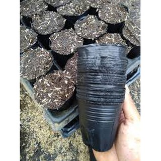 1KG BẦU ƯƠM CÂY GIỐNG (13x 15cm)