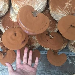 PHÔI NẤM LINH CHI ĐỎ VIỆT NAM (combo 10 bịch)-[TPHCM]