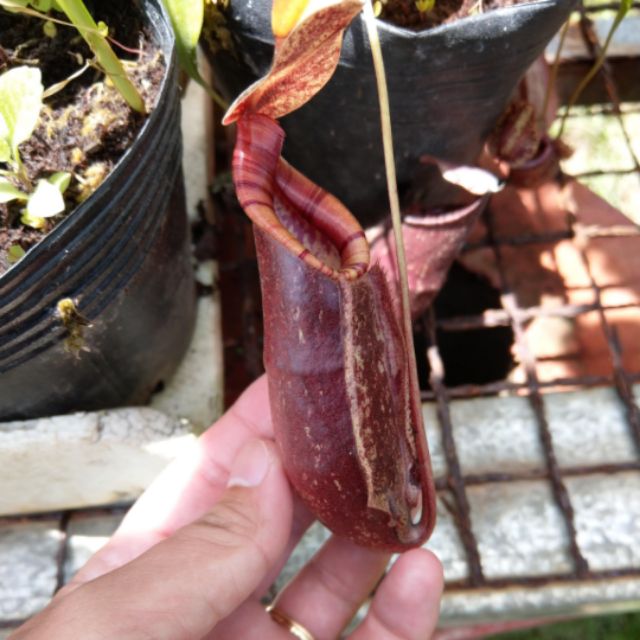 Cây nắp ấm N. mirabilis x rafflesiana clone 1