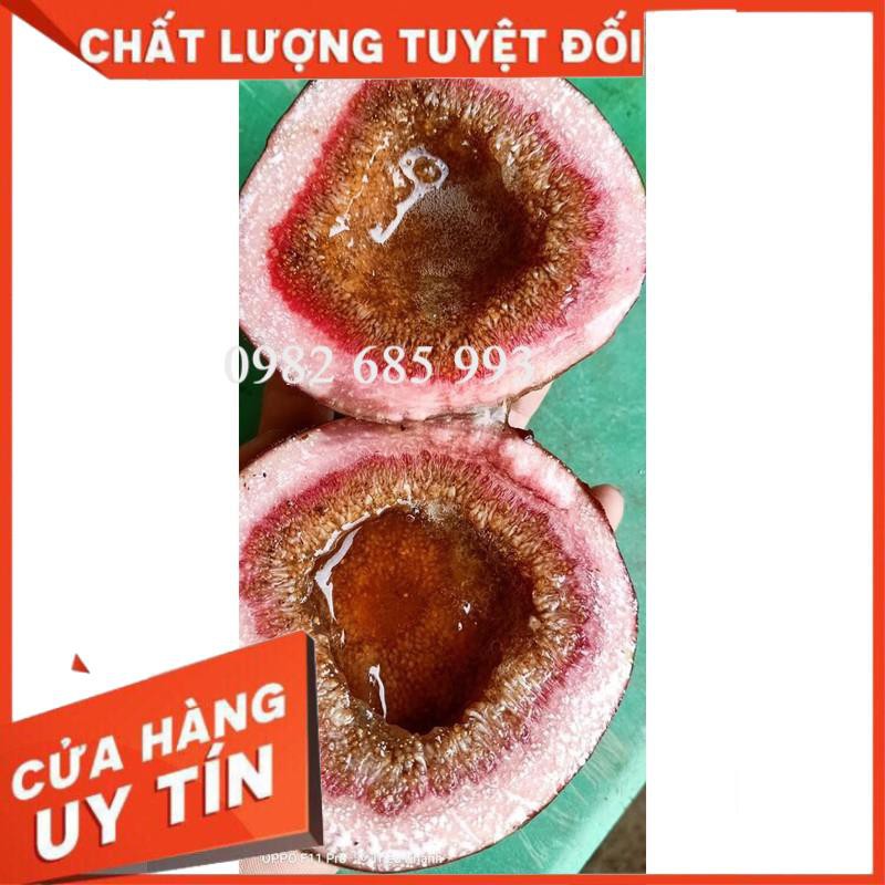 Cây Giống Chuẩn Cây Vả Mật