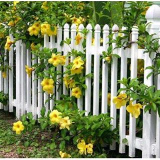 Cây giống huỳnh anh ( Đai vàng), Cây dâu ta