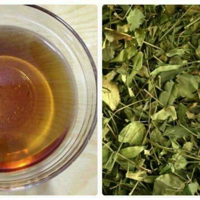 1kg lá chè vằng lợi sữa cho mẹ
