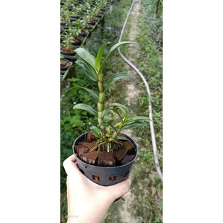 Hoa lan denro damry 3 lưỡi sắp nụ