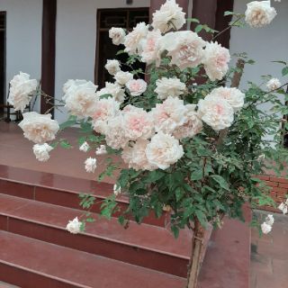 Cành chiết hồng Đào cổ