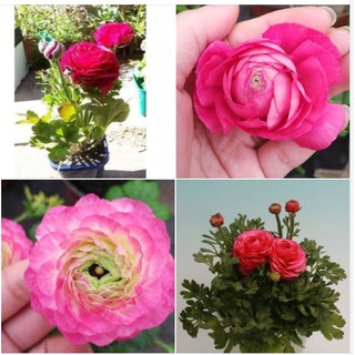Củ giống hoa hồng mao lương hoa màu hồng ( 1 củ kèm viên nén xơ dừa ươm củ )