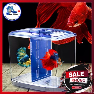 Bể cá betta mini 2 ngăn | bể mini nuôi cá betta, guppy - hồ nuôi cá mini để bàn