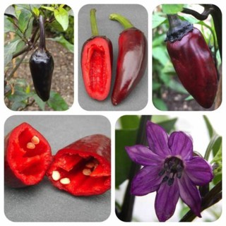 Hạt giống ớt siêu cay Black Hungarian (20 hạt)