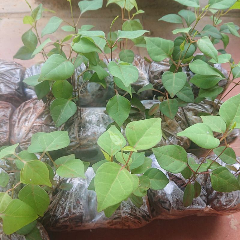 Cây giống Lá Giang