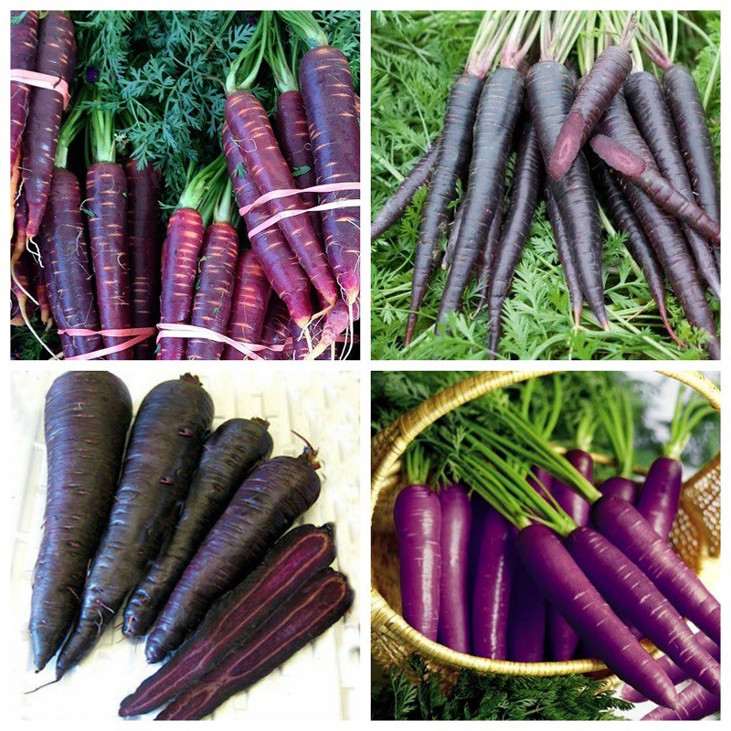 50 Hạt Giống Cà Rốt Đen Tím Black Giàu Anthocyanin