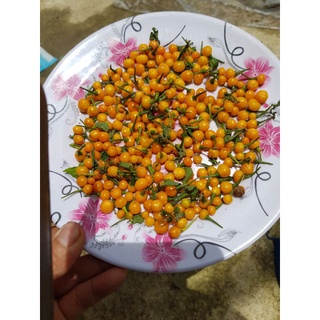 Ớt peru ( ớt đắt nhất thế giới)