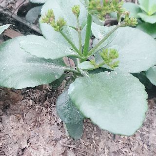 Cây giống sống đời ta