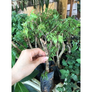 Cây Đinh lăng (như ảnh 2)