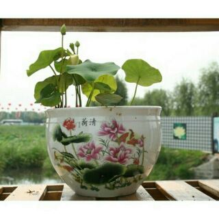5 hạt giống hoa sen mini nhật