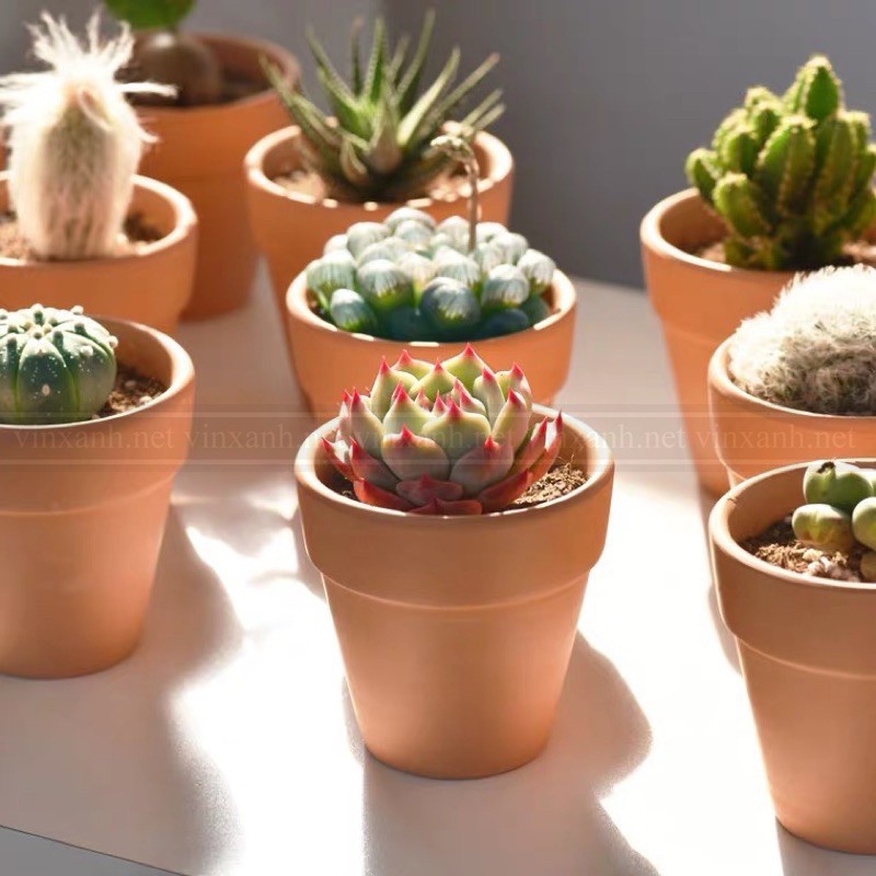 Chậu đất nung màu nâu đất trồng cây 15cm