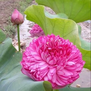 Hạt giống sen bách diệp Thái Lan