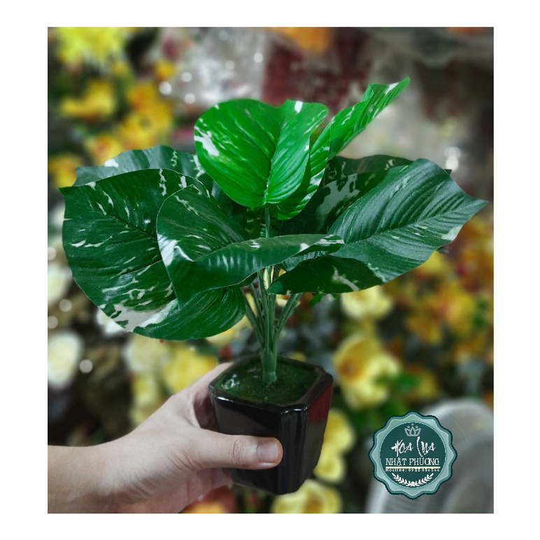 Bình cây cảnh mini giúp tô điểm không gian thêm xanh mát