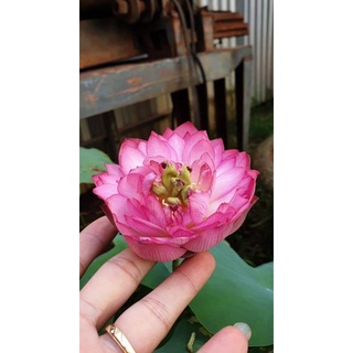 Củ sen cung đình giống