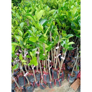 Cây Mít Malaysia Ruột Đỏ Sơ Đỏ Siêu Ngon