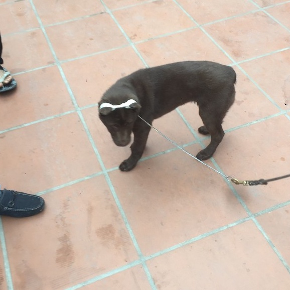 Băng dính thể thao Thái Lan  loại 1