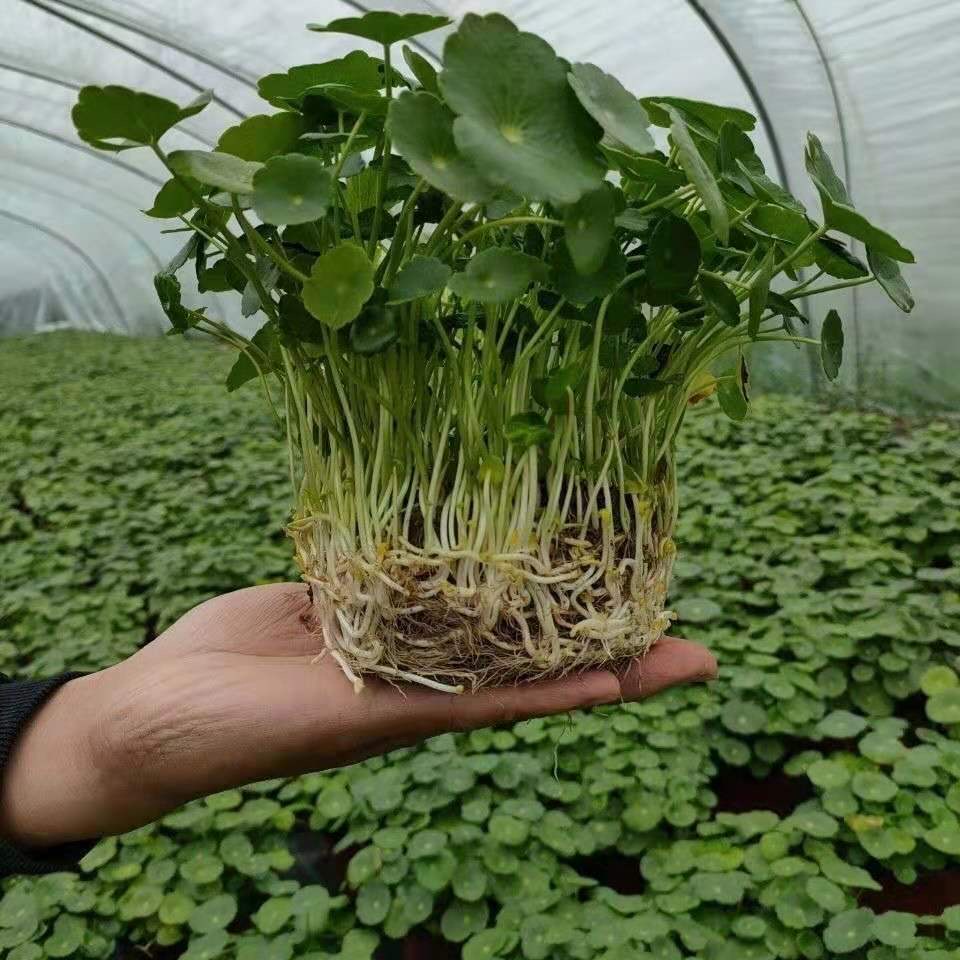Hạt giống cỏ, dễ trồng bốn mùa, lá to, dễ sống, hạt giống 100h