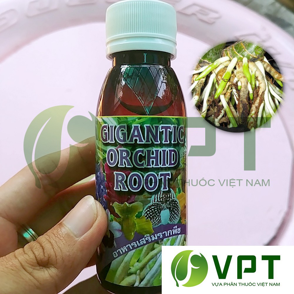 [SIEURE] kích rễ Thái Lan – Gigantic Orchid Root chai 100ml hàng đẹp, phân phối chuyên nghiệp.