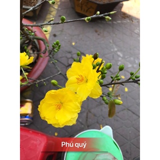 Hoa Mai Phú Quý cây ghép 2 mùa