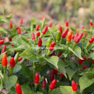 HẠT GIỐNG ỚT XIÊM RỪNG RD377